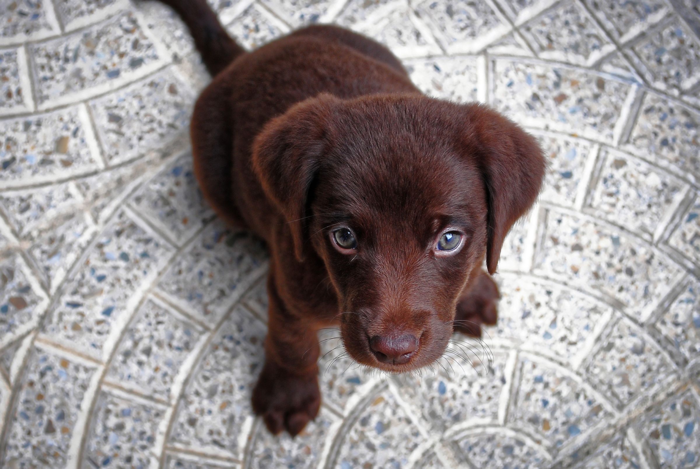 What Puppies Can Teach Us About Mobile Giving